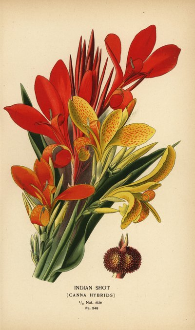 インディアン ショット、カンナ インディカ ハイブリッド。 Edward Step’s Favorite Flowers of Garden and Greenhouse、Frederick Warne、ロンドンの Desire Bois によるイラストのクロモリトグラフ 作： Désiré Georges Jean Marie Bois