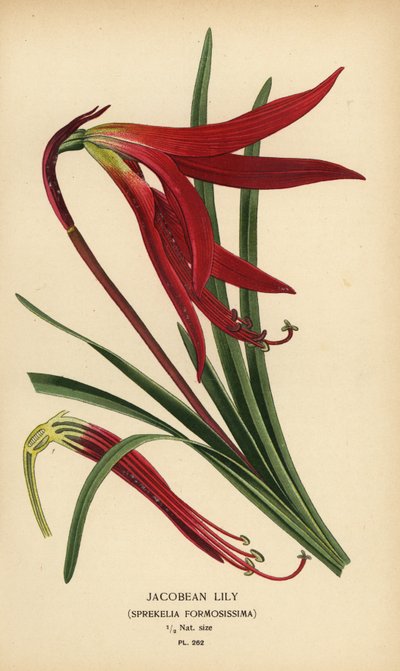 ハコビアン ユリ、Sprekelia formosissima。 Edward Step’s Favorite Flowers of Garden and Greenhouse、Frederick Warne、ロンドンの Desire Bois によるイラストのクロモリトグラフ 作： Désiré Georges Jean Marie Bois