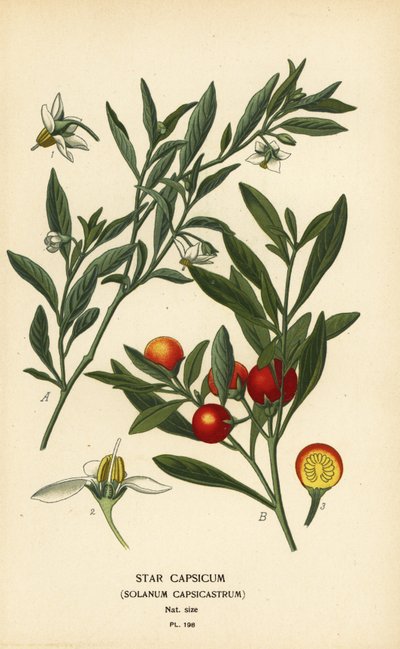 エルサレムチェリー、Solanum pseudocapsicum var. ジフローレス 作： Désiré Georges Jean Marie Bois