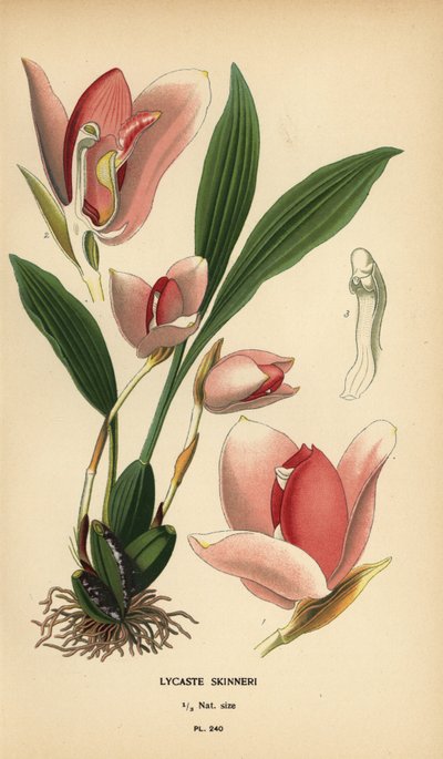 Lycaste virginalis 蘭 (Lycaste skinneri)。 Edward Step’s Favorite Flowers of Garden and Greenhouse、Frederick Warne、ロンドンの Desire Bois によるイラストのクロモリトグラフ 作： Désiré Georges Jean Marie Bois
