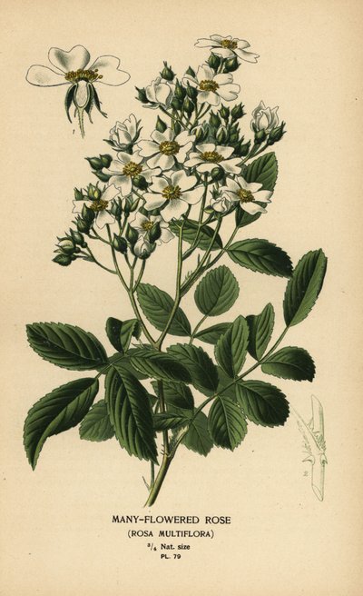 多花のバラ、Rosa multiflora。 作： Désiré Georges Jean Marie Bois