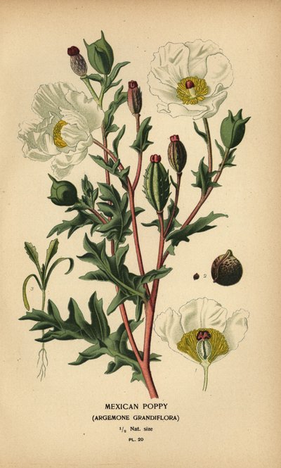 メキシコのケシ、Argemone grandiflora。 作： Désiré Georges Jean Marie Bois