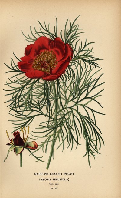 Narrow-leaved peony, Paeonia tenuifolia,   1405583   ja       japanese Successfully Translated  Original: View of Tobolsk from the south , 1862. Translat: View of Tobolsk from the south , 1862. 1204697 ja japanese Successfully Translated Original: Gannet T 作： Désiré Georges Jean Marie Bois