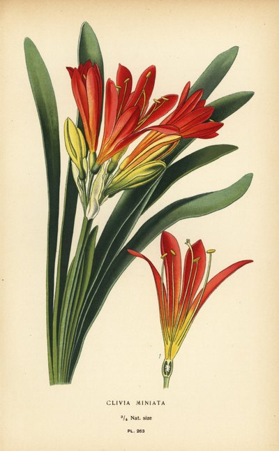 ナタル ユリまたはブッシュ ユリ、Clivia miniata。 Edward Step’s Favorite Flowers of Garden and Greenhouse、Frederick Warne、ロンドンの Desire Bois によるイラストのクロモリトグラフ 作： Désiré Georges Jean Marie Bois