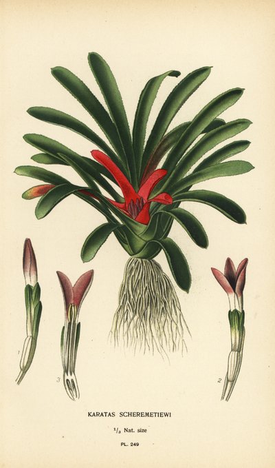 Nidularium scheremetiewii (Karatas scheremetiewi)。 Edward Step’s Favorite Flowers of Garden and Greenhouse、Frederick Warne、ロンドンの Desire Bois によるイラストのクロモリトグラフ 作： Désiré Georges Jean Marie Bois