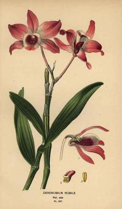 高貴なデンドロビウム蘭、デンドロビウム ノビル。 Edward Step’s Favorite Flowers of Garden and Greenhouse、Frederick Warne、ロンドンの Desire Bois によるイラストのクロモリトグラフ 作： Désiré Georges Jean Marie Bois
