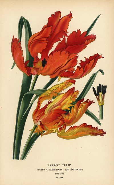 オウムチューリップ、Tulipa gesneriana var. ドラコンティア。 Edward Step’s Favorite Flowers of Garden and Greenhouse、Frederick Warne、ロンドンの Desire Bois によるイラストのクロモリトグラフ 作： Désiré Georges Jean Marie Bois
