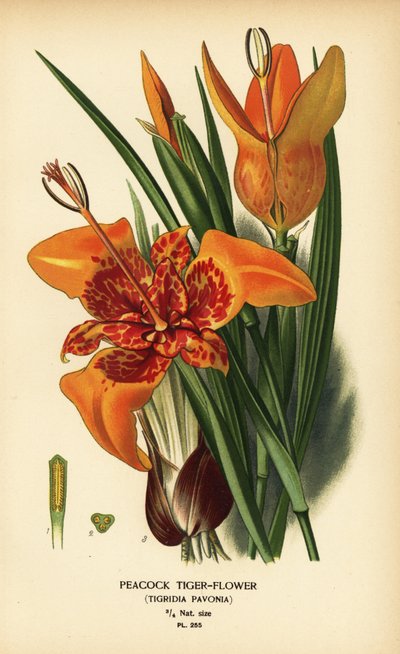 孔雀虎の花、ティグリディア パボニア。 Edward Step’s Favorite Flowers of Garden and Greenhouse、Frederick Warne、ロンドンの Desire Bois によるイラストのクロモリトグラフ 作： Désiré Georges Jean Marie Bois