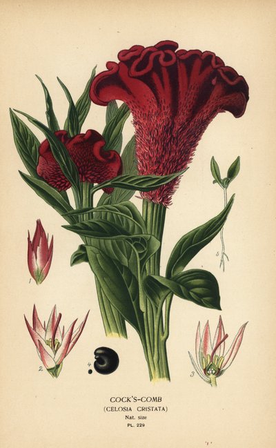 羽毛のある鶏頭または銀鶏の櫛、Celosia argentea (鶏の頭、Celosia cristata)。 Edward Step’s Favorite Flowers of Garden and Greenhouse、Frederick Warne、ロンドンの Desire Bois によるイラストのクロモリトグラフ 作： Désiré Georges Jean Marie Bois