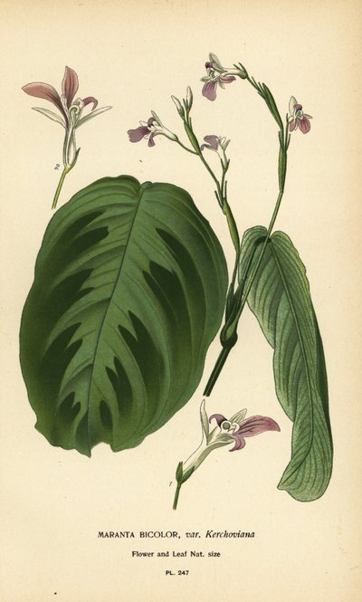祈りの植物、Maranta leuconeura (Maranta bicolor var. Kerchoviana)。 Edward Step’s Favorite Flowers of Garden and Greenhouse、Frederick Warne、ロンドンの Desire Bois によるイラストのクロモリトグラフ 作： Désiré Georges Jean Marie Bois