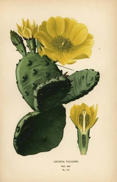 ウチワまたはインドのイチジク opuntia、Opuntia ficus-indica 作： Désiré Georges Jean Marie Bois