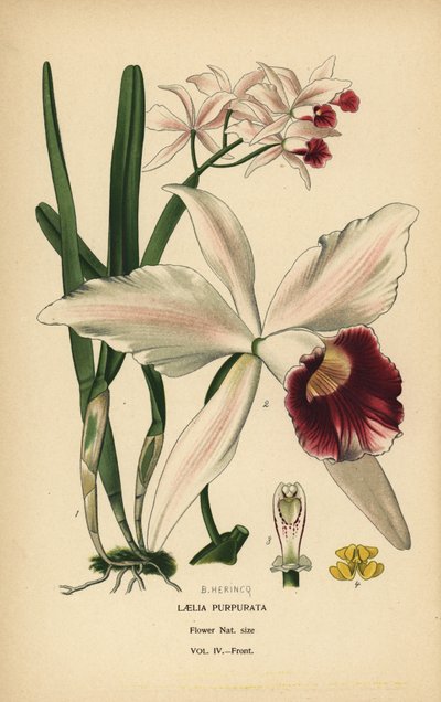 紫色に染まったラエリア蘭、Cattleya purpurata (Laelia purpurata)。 Edward Step’s Favorite Flowers of Garden and Greenhouse、Frederick Warne、ロンドンの B. Herincq によるイラストのクロモリトグラフ 作： Désiré Georges Jean Marie Bois