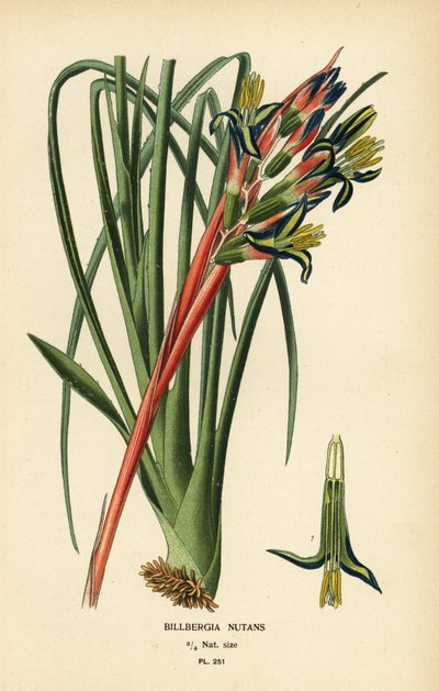 女王の涙植物、Billbergia nutans。 Edward Step’s Favorite Flowers of Garden and Greenhouse、Frederick Warne、ロンドンの Desire Bois によるイラストのクロモリトグラフ 作： Désiré Georges Jean Marie Bois