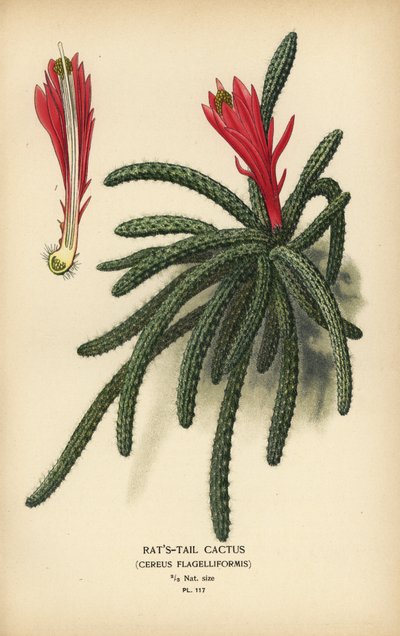 ラテイル サボテン、Disocactus フラジェリフォルミス。 作： Désiré Georges Jean Marie Bois