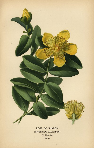 シャロンのバラ、Hypericum calycinum。 作： Désiré Georges Jean Marie Bois