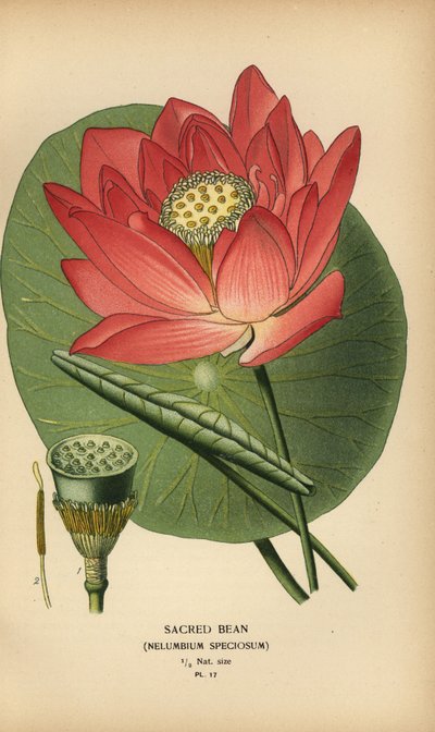 神聖な豆またはインドの蓮、Nelumbo nucifera。 作： Désiré Georges Jean Marie Bois