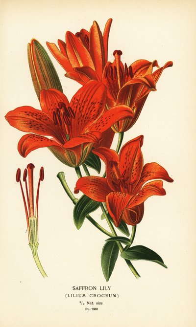 サフラン ユリ、リリウム クロセウム。 Edward Step’s Favorite Flowers of Garden and Greenhouse、Frederick Warne、ロンドンの Desire Bois によるイラストのクロモリトグラフ 作： Désiré Georges Jean Marie Bois