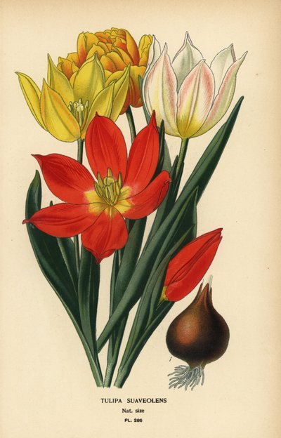 Schrenck のチューリップ、Tulipa suaveolens または Tulipa schrenkii。 Edward Step’s Favorite Flowers of Garden and Greenhouse、Frederick Warne、ロンドンの Desire Bois によるイラストのクロモリトグラフ 作： Désiré Georges Jean Marie Bois