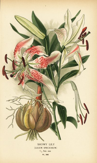 派手なユリ、リリウム スペシオサム。 Edward Step’s Favorite Flowers of Garden and Greenhouse、Frederick Warne、ロンドンの Desire Bois によるイラストのクロモリトグラフ 作： Désiré Georges Jean Marie Bois