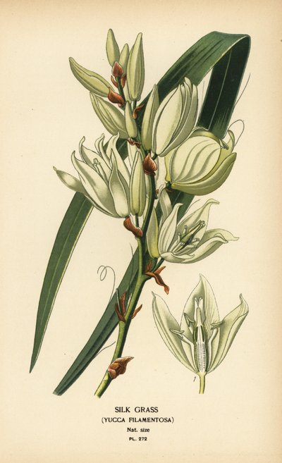 シルクグラス、ユッカフィラメントーサ。 Edward Step’s Favorite Flowers of Garden and Greenhouse、Frederick Warne、ロンドンの Desire Bois によるイラストのクロモリトグラフ 作： Désiré Georges Jean Marie Bois