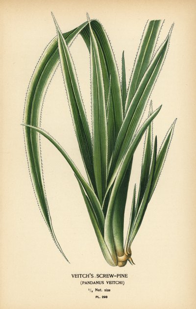タヒチのスクリューパイン、パンダヌス・テクトリウス (Veitch のスクリューパイン、Pandanus veitchii)。 Edward Step’s Favorite Flowers of Garden and Greenhouse、Frederick Warne、ロンドンの Desire Bois によるイラストのクロモリトグラフ 作： Désiré Georges Jean Marie Bois