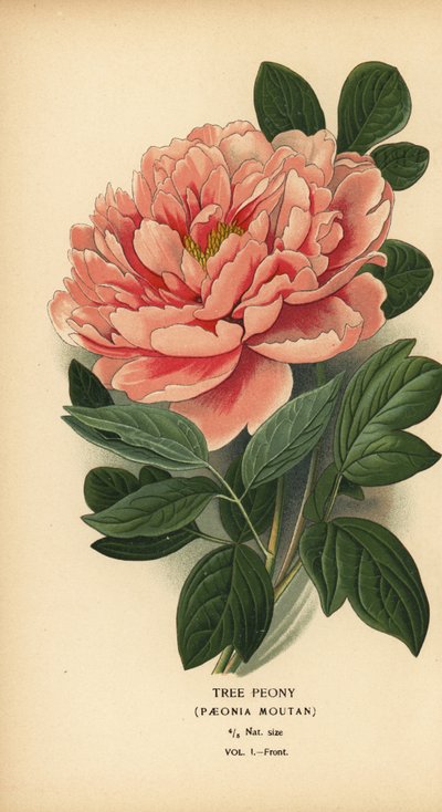 牡丹、芍薬牡丹。 作： Désiré Georges Jean Marie Bois