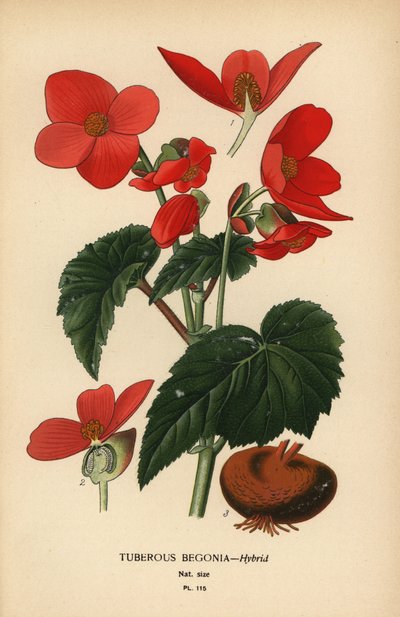 塊茎ベゴニアの交配種。 作： Désiré Georges Jean Marie Bois
