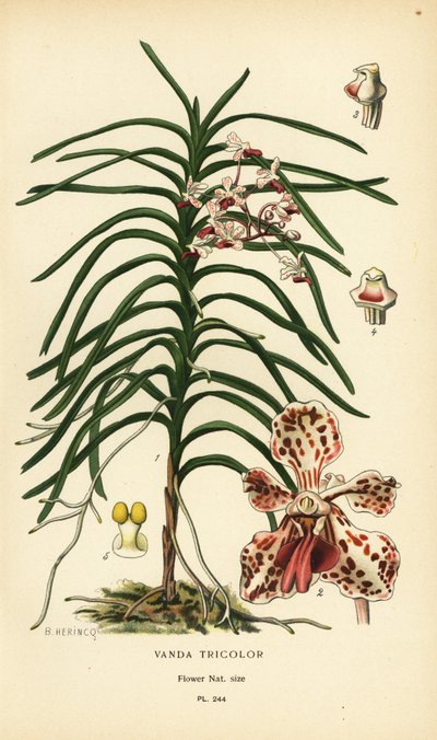 バンダ三色蘭。 Edward Step’s Favorite Flowers of Garden and Greenhouse、Frederick Warne、ロンドンの B. Herincq によるイラストのクロモリトグラフ 作： Désiré Georges Jean Marie Bois