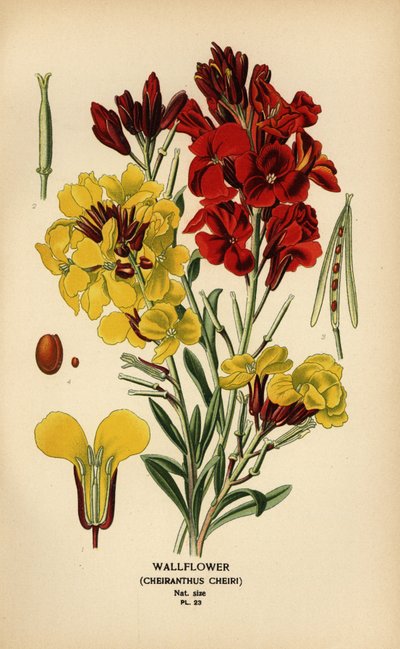 Wallflowers、Erysimum × cheiri。 作： Désiré Georges Jean Marie Bois
