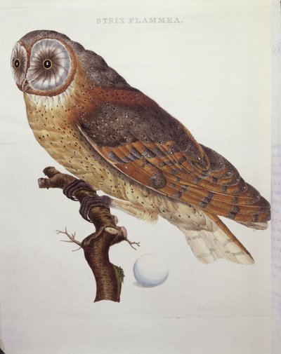 メンフクロウ（Strix Flammea）1796 作： Dutch School