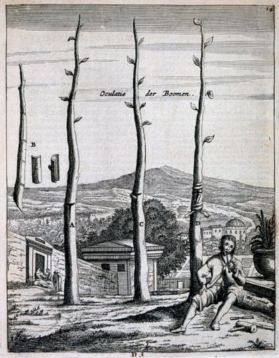 Jan CommelinによるDe Nederlandze Hesperidesの果樹、1676年発行 作： Dutch School