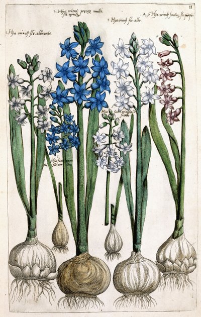 ヒヤシンス、1631-1647 作： Dutch School