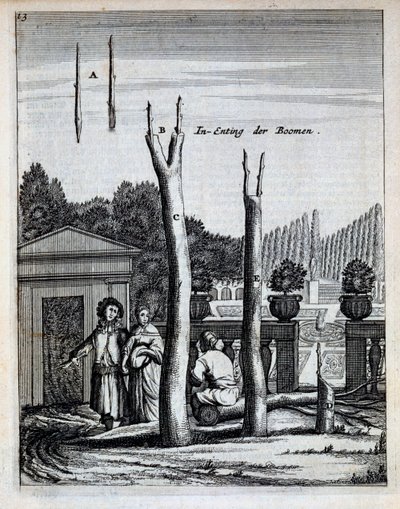 Jan CommelinによるDe Nederlandze Hesperidesのライムとオレンジの木は1676年に出版されました 作： Dutch School