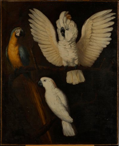 オウム、1670年頃 作： Dutch School
