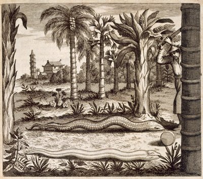 石蛇、中国出身、アタナシウス・キルヒャー（1601-80）1667 作： Dutch School