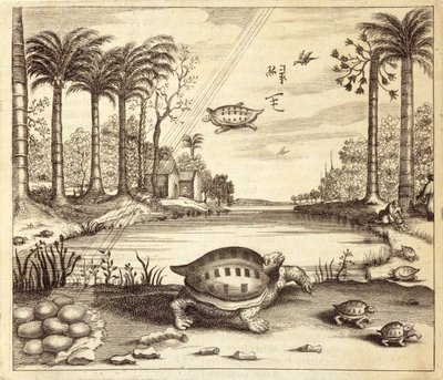 カメの卵の孵化、中国出身、Athanasius Kircher（1601-80）1667 作： Dutch School