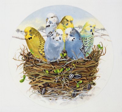巣の中のセキセイインコ、1995（アクリル） 作： E.B. Watts
