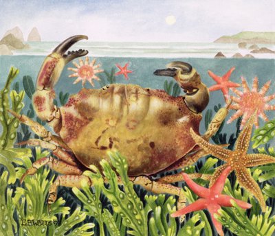 ヒトデと水中の溝のカニ、1997（紙にアクリル） 作： E.B. Watts