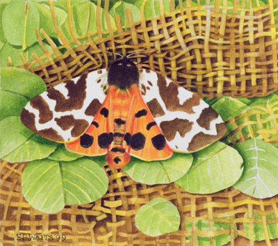 タイガーモス、1999（紙にアクリル） 作： E.B. Watts