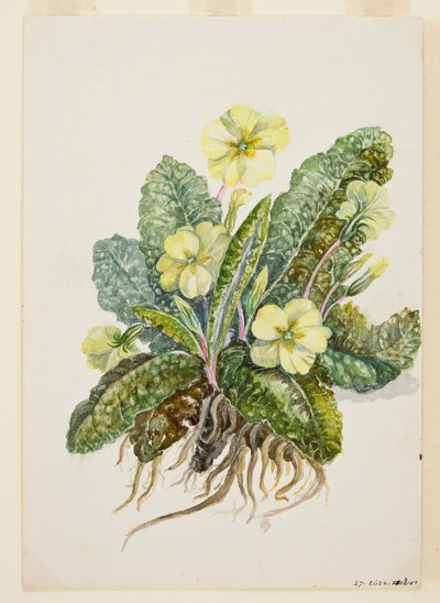 Primula vulgaris Huds Primrose、1920 年代。 作： EF Crowley