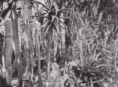 キューガーデン、1900年頃（モノクロ写真） 作： E. J. Wallis