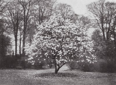 キューガーデン、1900年頃（モノクロ写真） 作： E. J. Wallis