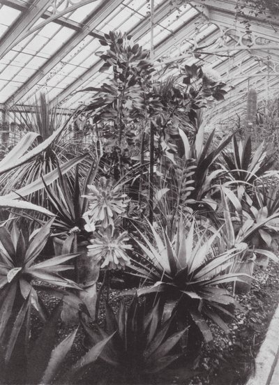 キューガーデン、1900年頃（モノクロ写真） 作： E. J. Wallis