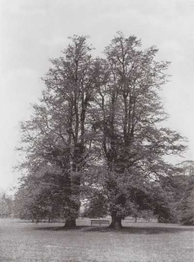 キューガーデン、1900年頃（モノクロ写真） 作： E. J. Wallis