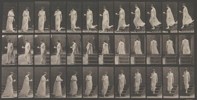 動物の移動。 動物の動きの電子写真調査. 開始...、1880年代。 作： Eadweard Muybridge