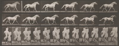 動物の移動。 動物の連続相の電子写真調査、1880年代。 作： Eadweard Muybridge