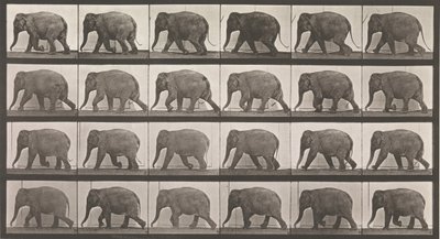 動物の移動。 動物の連続相の電子写真調査、1880年代。 作： Eadweard Muybridge
