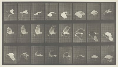 動物の移動、プレート 758、1887 年。 作： Eadweard Muybridge