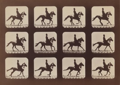 動いている動物の態度、1879年、1881年に印刷。 作： Eadweard Muybridge
