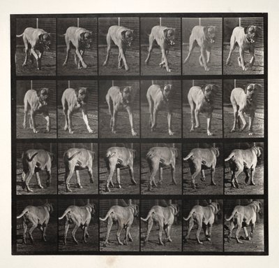ドレッド・トロット、1887年。 作： Eadweard Muybridge